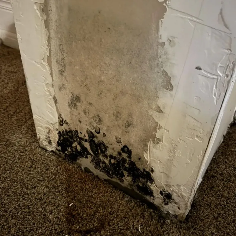 Professional Mold Removal in Baden, MD